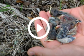 baby birds in hand, link to video