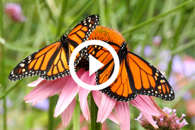 2 monarch butterflies on coneflower, with video link