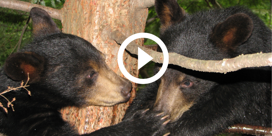 Two black bear cubs playing in a tree, video link