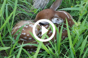 deer fawn lying in grass, video link