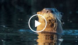 otter poking its head up out of water, with video link