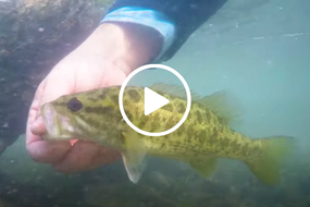 fish released underwater, video link