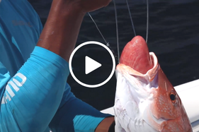 redfish with barotrauma, video link
