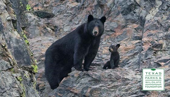 Black bear and her cub