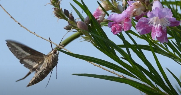 sphinx moth feeding on desert willow, link 