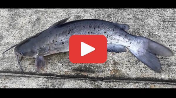 Video link for how to clean a channel catfish