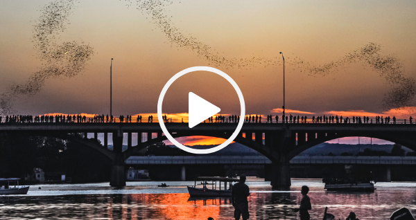 Bats stream out at sunset from Anne W. Richards-Congress Ave. Bridge in Austin, video link 