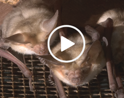 bats hanging looking at camera, video link