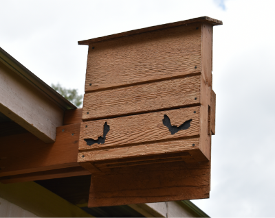 bat house with link to building instructions