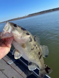 Picture of a bass with blotches