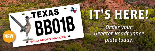 It's here - order your Greater Roadrunner plate today!