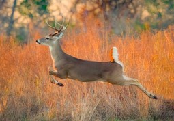 buck leaping in autumn