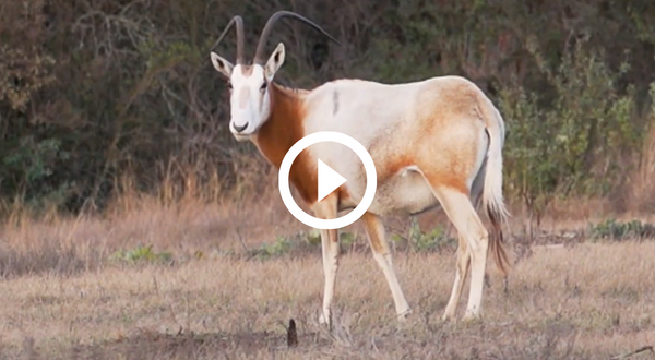 A scimitar-horned oryx standing in a field