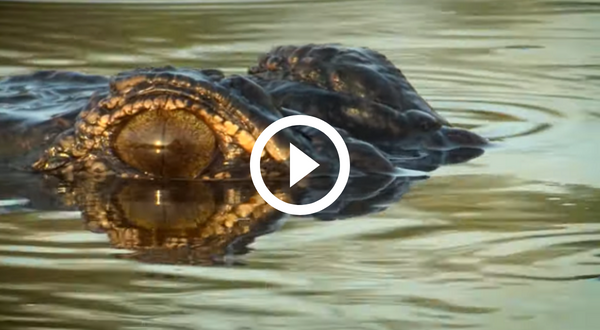 Alligator swimming with only the eyes visible above the water