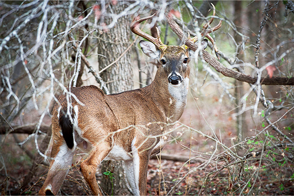 A buck standing in the woods