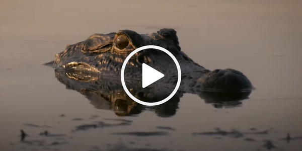 A close up image of an alligator in the water