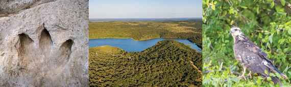 Three images in a row, left to right - a fossilized footprint, a lake surrounded by trees, and a hawk.