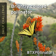 brightly colored pollinator
