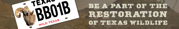Desert Bighorn Sheep restoration license plate, with link