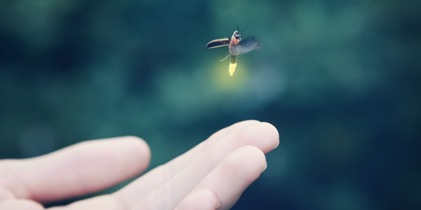 Firefly lit up as it flies from a hand