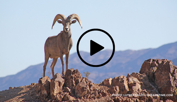 Bighorn sheep on rocks, video link