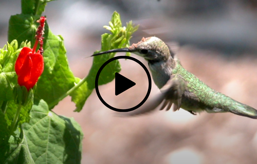 hummingbird approaches Turk's cap flower, video link