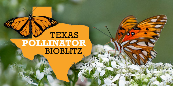 butterfly email header