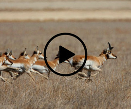 pronghorn herd running, video link
