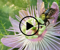 bee on passion flower, video link