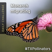 Monarch migrating