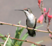hummingbird