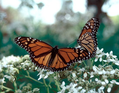Monarchs on frostweed