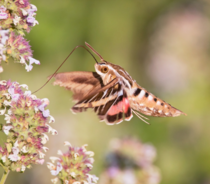 Hummingbird moth
