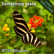 black pollinators