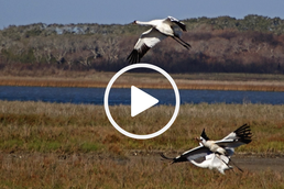 whooping crane in flight, video link 