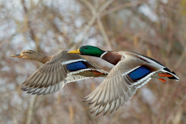 mallard pair in flight