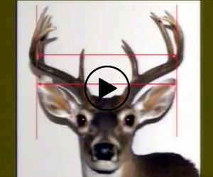 Buck with antler measurements, video link