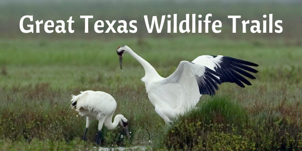 Whooping Crane email header