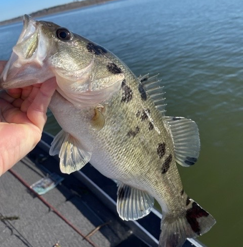 Bass exhibiting black spots from BBS