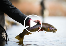 angler holding trout, video link