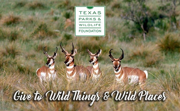 Image of 4 pronghorn in a field. Text reads: Give to Wild Things & Wild Places