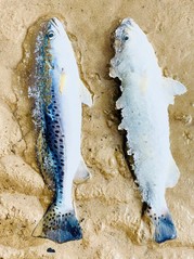 Picture of two frozen seatrout 