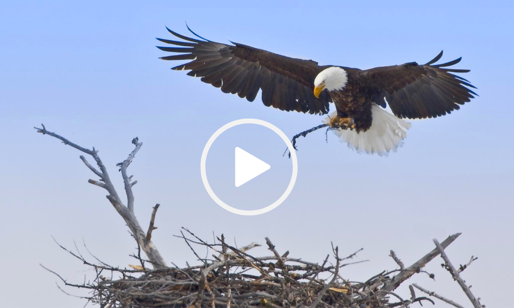 Bald eagle taking stick to its nest, video link