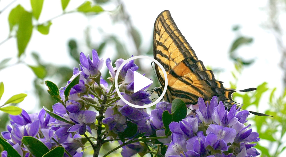 Tiger Swallowtail on mountain laurel, video link