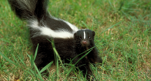 striped skunk in grass