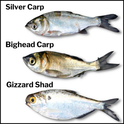Carp and shad, to compare appearance
