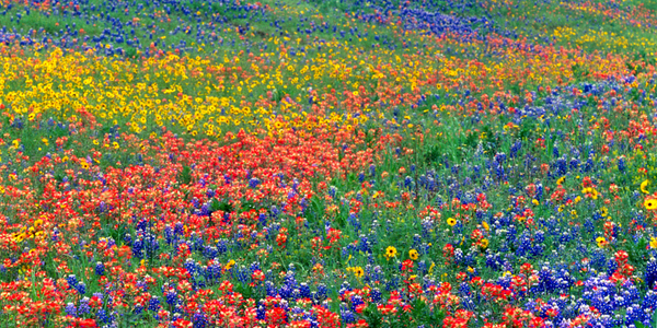 Image of a field of wildflowers