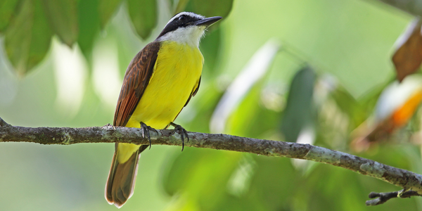 Image of a Great Kiskadee perched on a tree branch