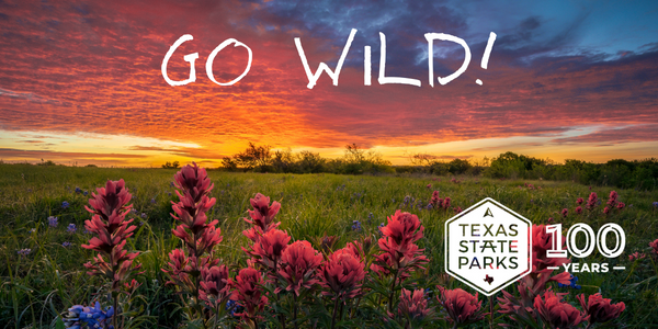 Image of a field of wildflowers at sunset