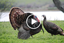 Gobbler and hen by creek, video link